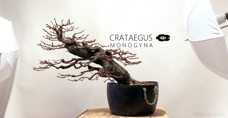 crataegus monogyna egybibes galeriaa bonsai alakitas begyujtes yamadori prebonsai kitsimono