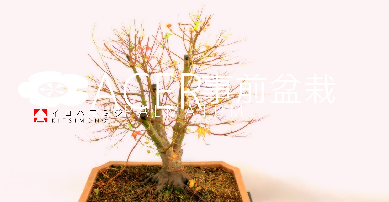 japán juhar pre bonsai イロハモミジ 盆栽 kitsimono