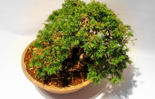 juniperus, chinensis, itoigawa, bonsai, pre bonsaj, after styling, kitsimono, boroka bonsai, alapanyag