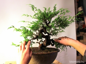 restyling, juniperus chinensis, itoigawa, pre bonsai, material, bonsai boroka, alakitas, drotozas, metszes, kitsimono, muhely, budapest