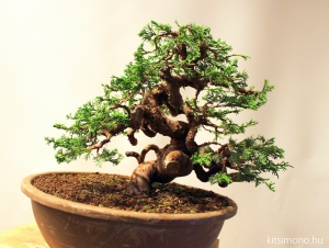 before after, bonsai styling, juniperus chinensis itoigawa, bonsai