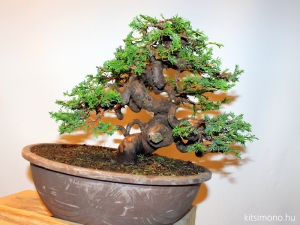 before after, bonsai styling, juniperus chinensis itoigawa, bonsai