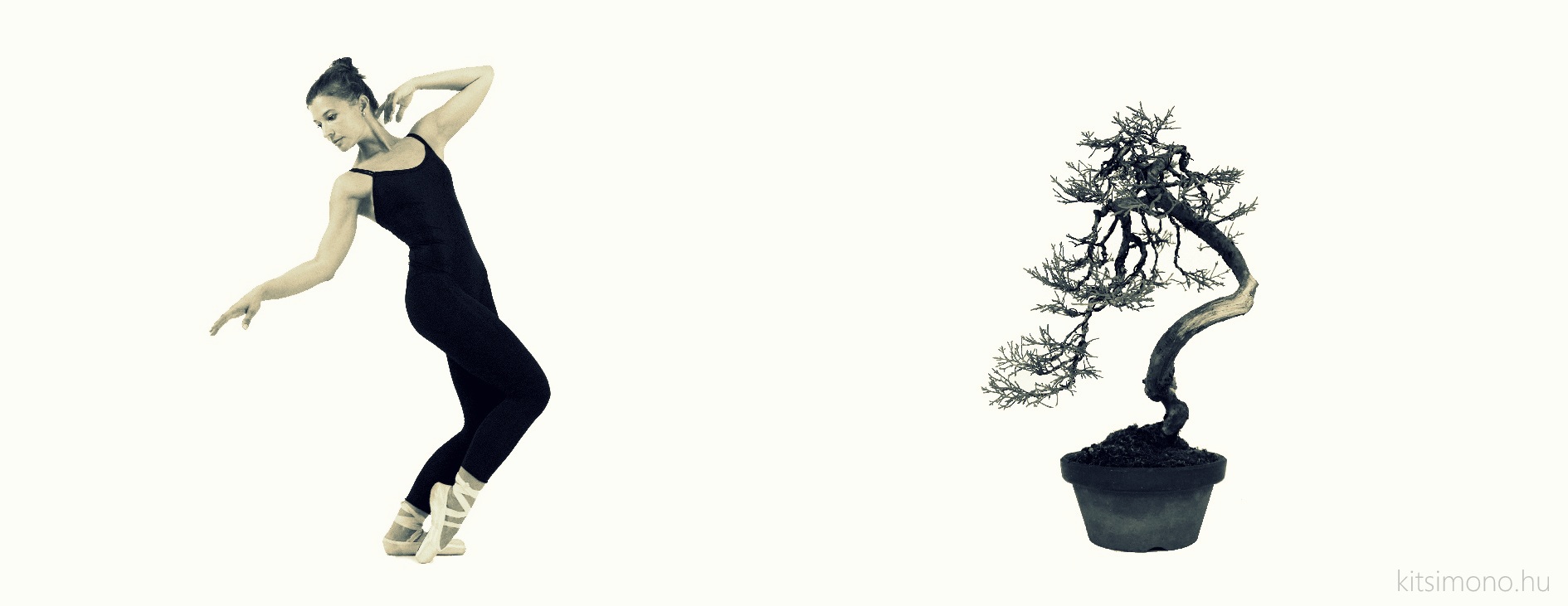 juniperus chinensis literati bunjin bonjin bonsai ballet dance kitsimono (7) másolata