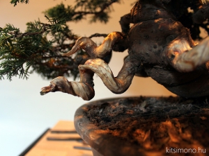kitsimono, bonsai, pre bonsai, itoigawa, shape, bonsai style, bonsai alakitas, deadwoods, jin, shari, keszites, bonsaj