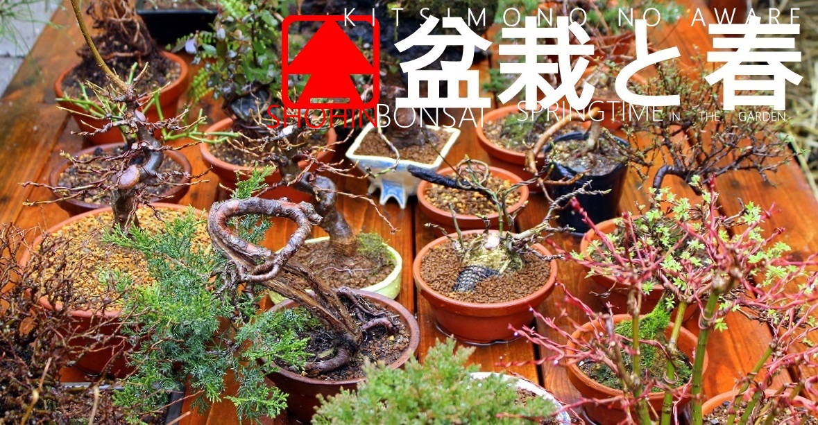 shohin bonsai kusamono kokedama és shitakusa a kertben tavasz és teendők kitsimono art workshop garden