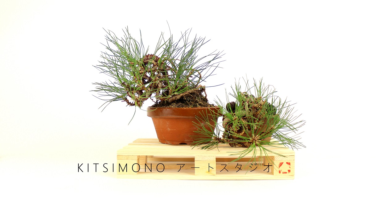 black pine pinus nigra pre bonsai shohin training and training pot kitsimono (1)